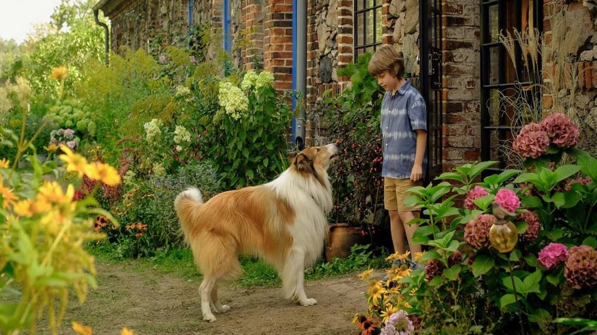 Lassie: Yepyeni Bir Macera